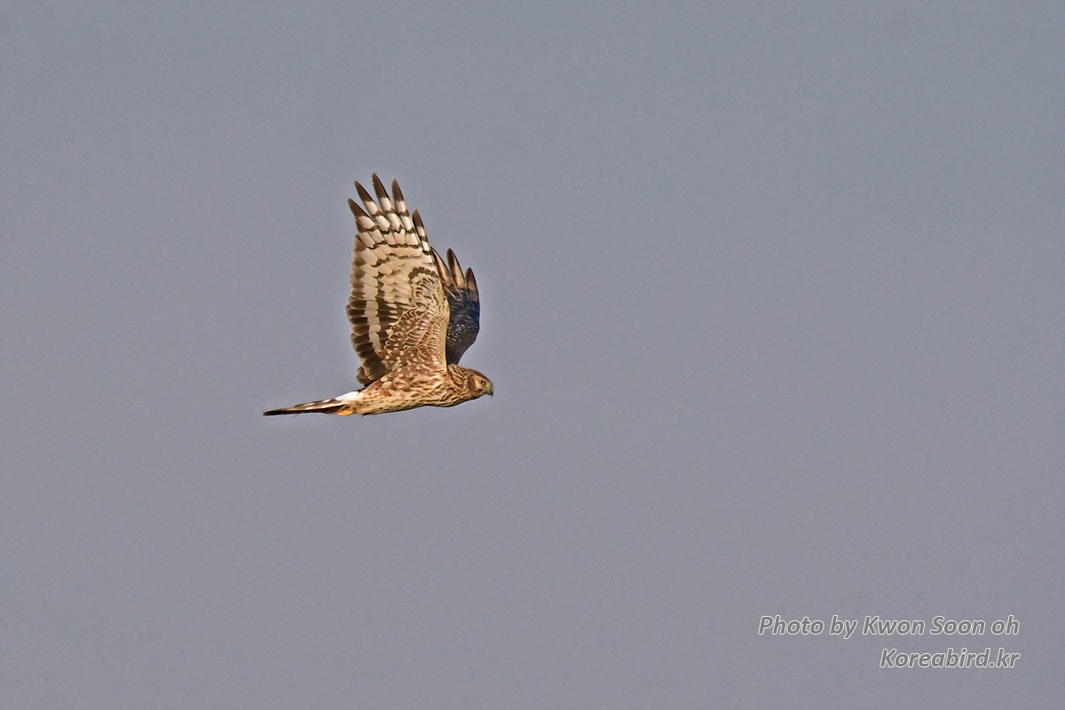 DSC_6329.jpg