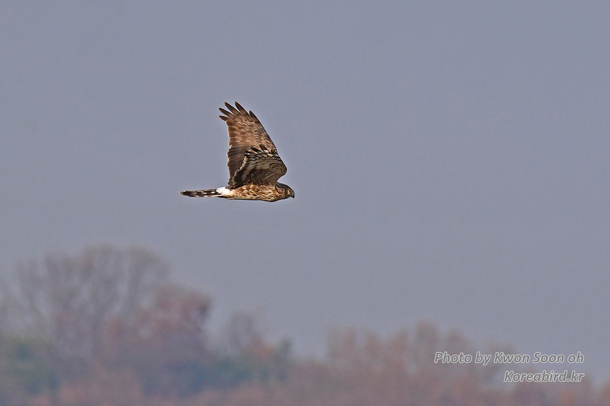DSC_6316.jpg