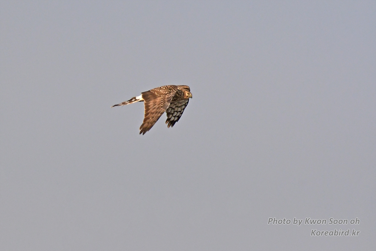DSC_6328.jpg