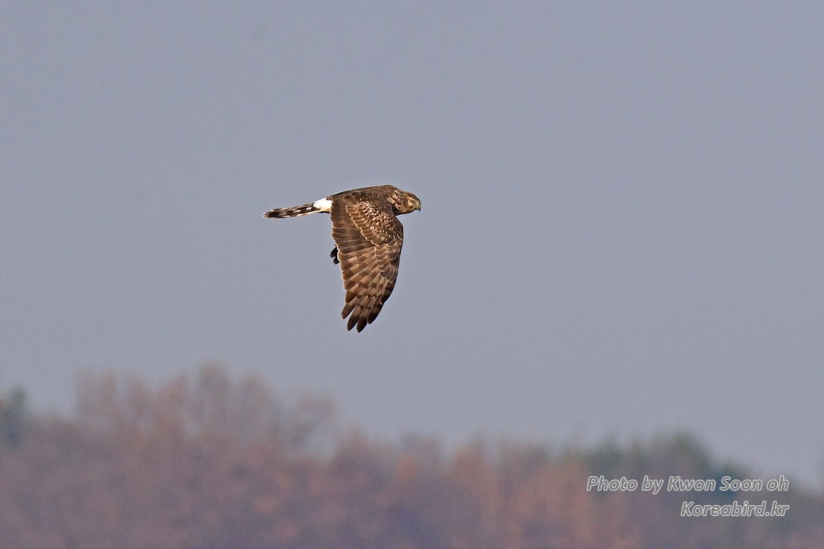 DSC_6318.jpg