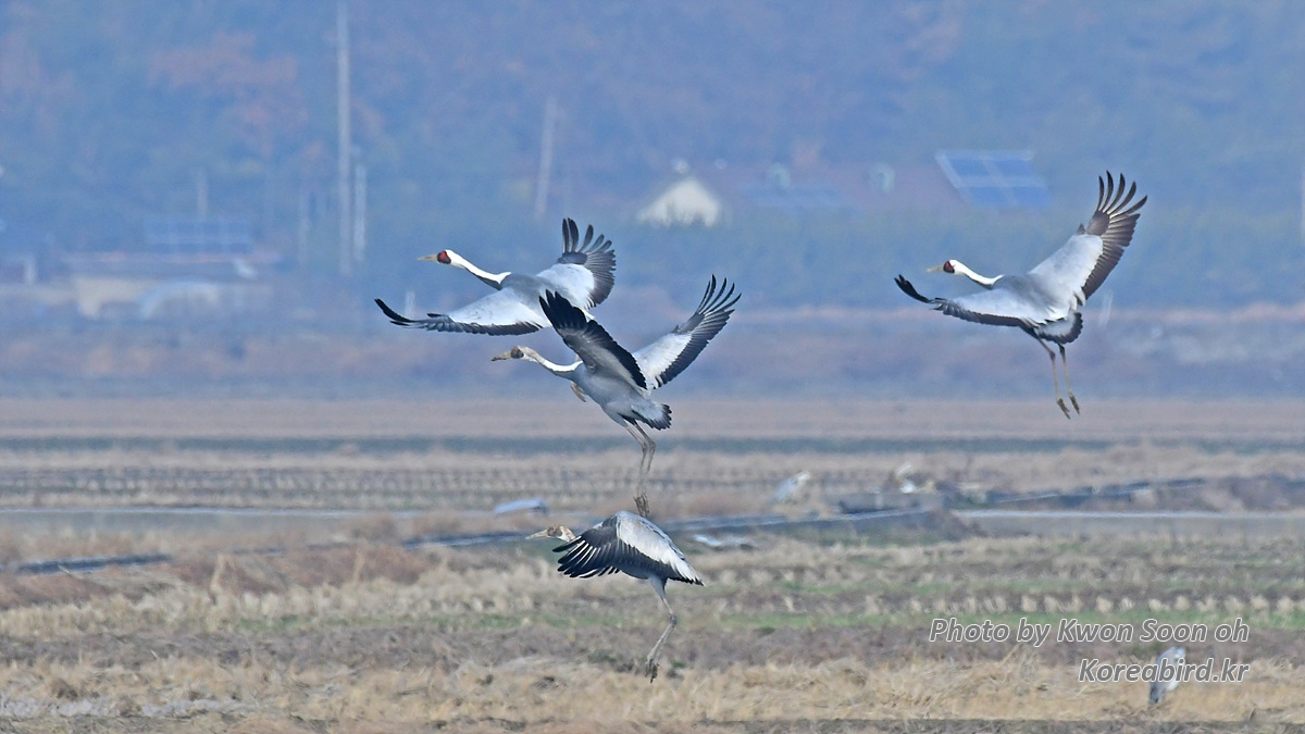 DSC_9820.jpg