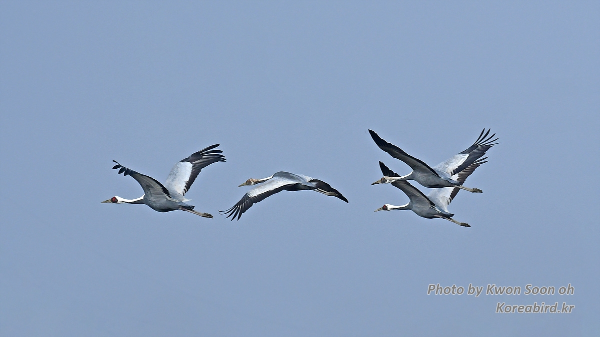 DSC_9934.jpg