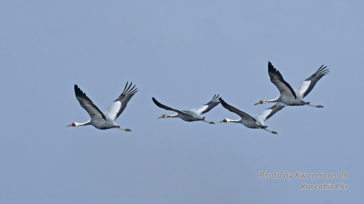 DSC_9929.jpg