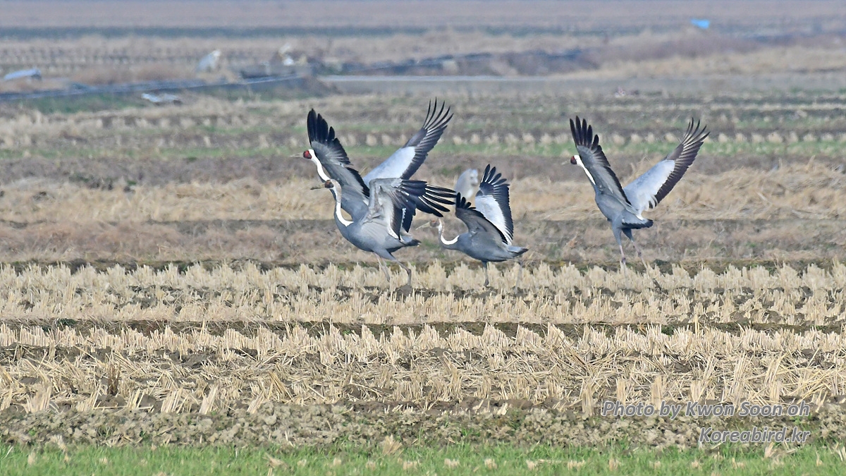 DSC_9812.jpg