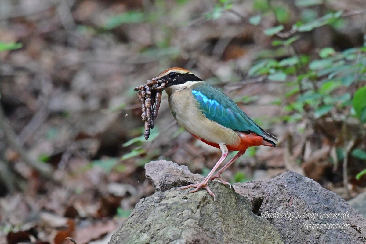 DSC_4464.jpg