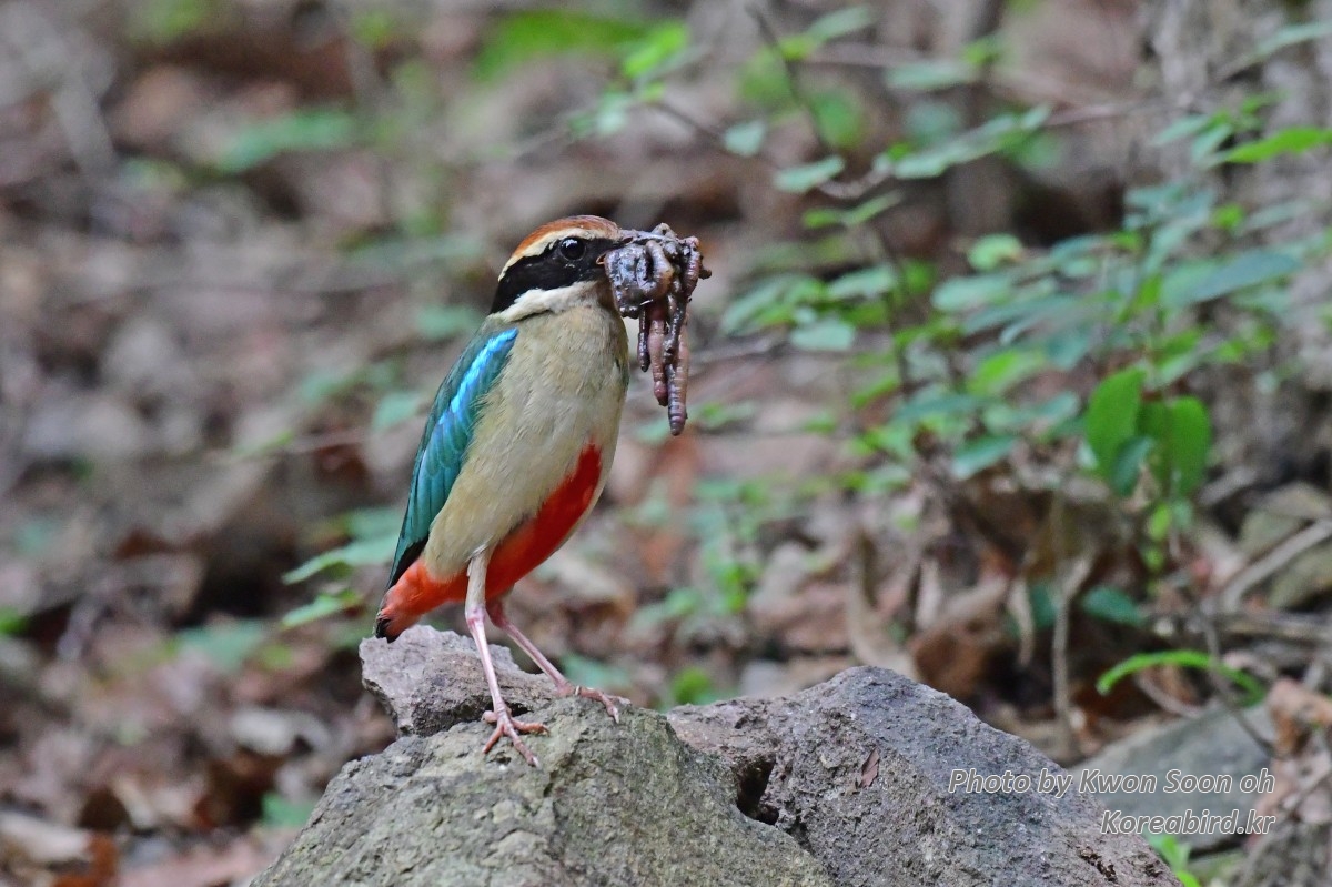 DSC_4513.jpg