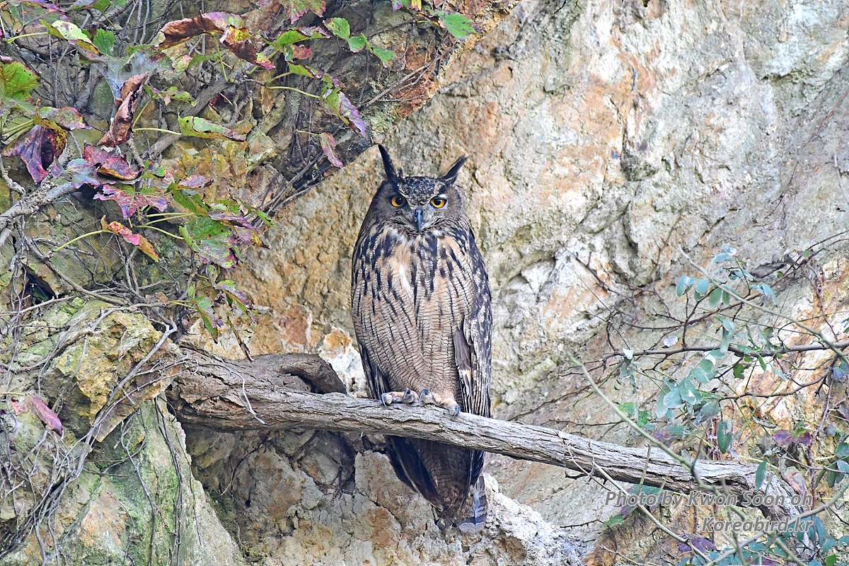 DSC_8250.jpg