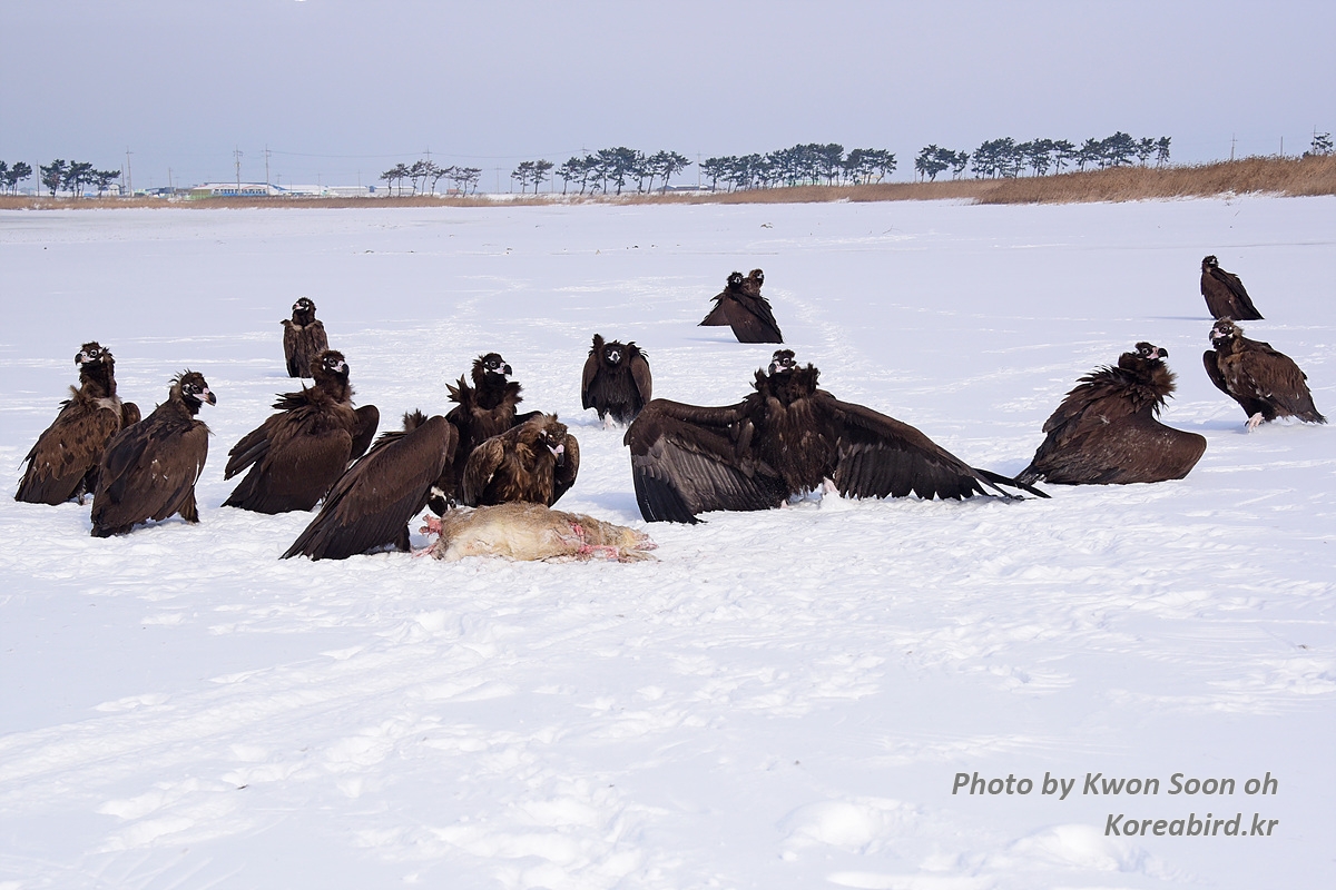 DSC_0535 복사.jpg