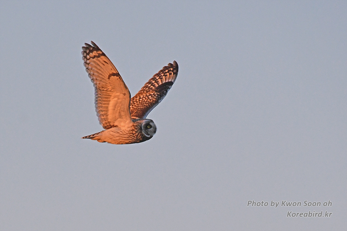 DSC_5232.jpg