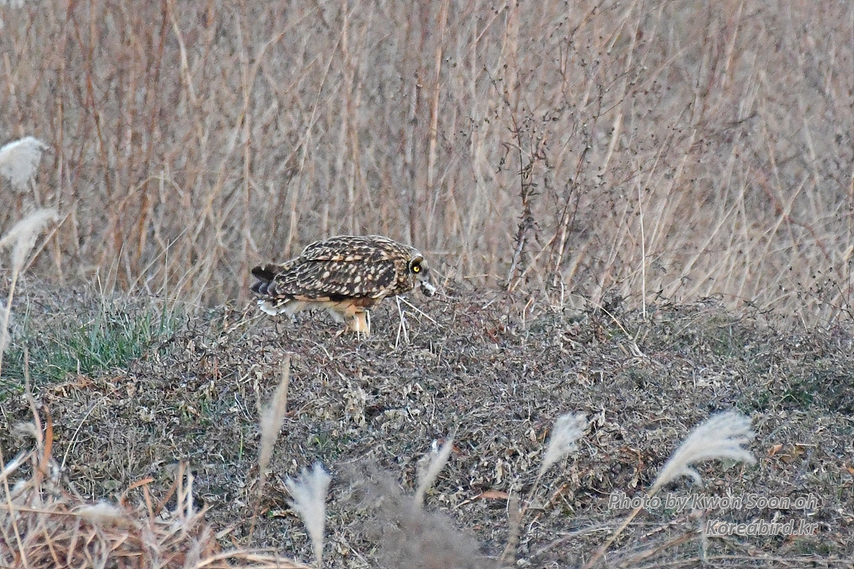 DSC_9793.jpg