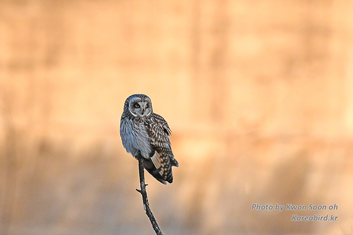 DSC_4724.jpg