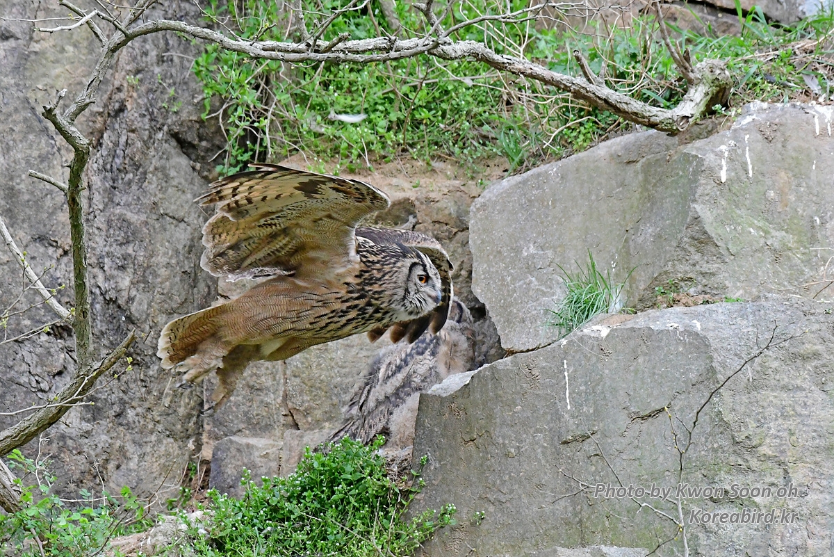 KSO_0773.jpg