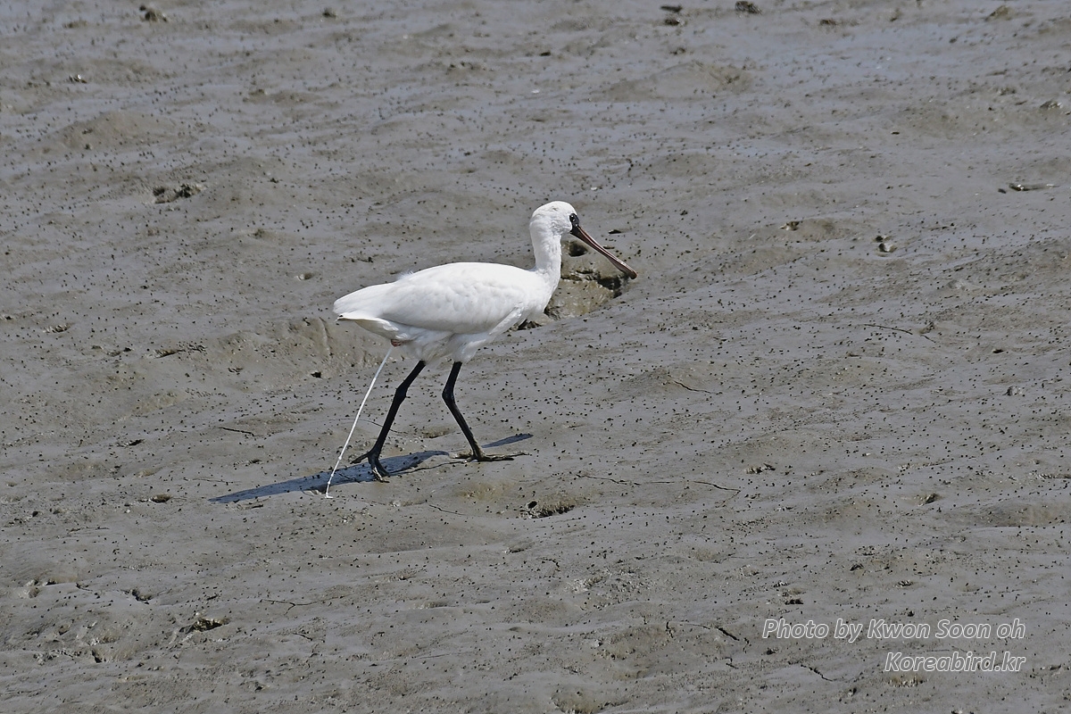 DSC_4123.jpg