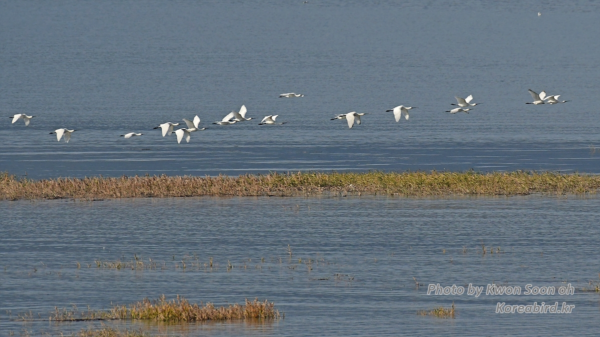KSO_7440.jpg