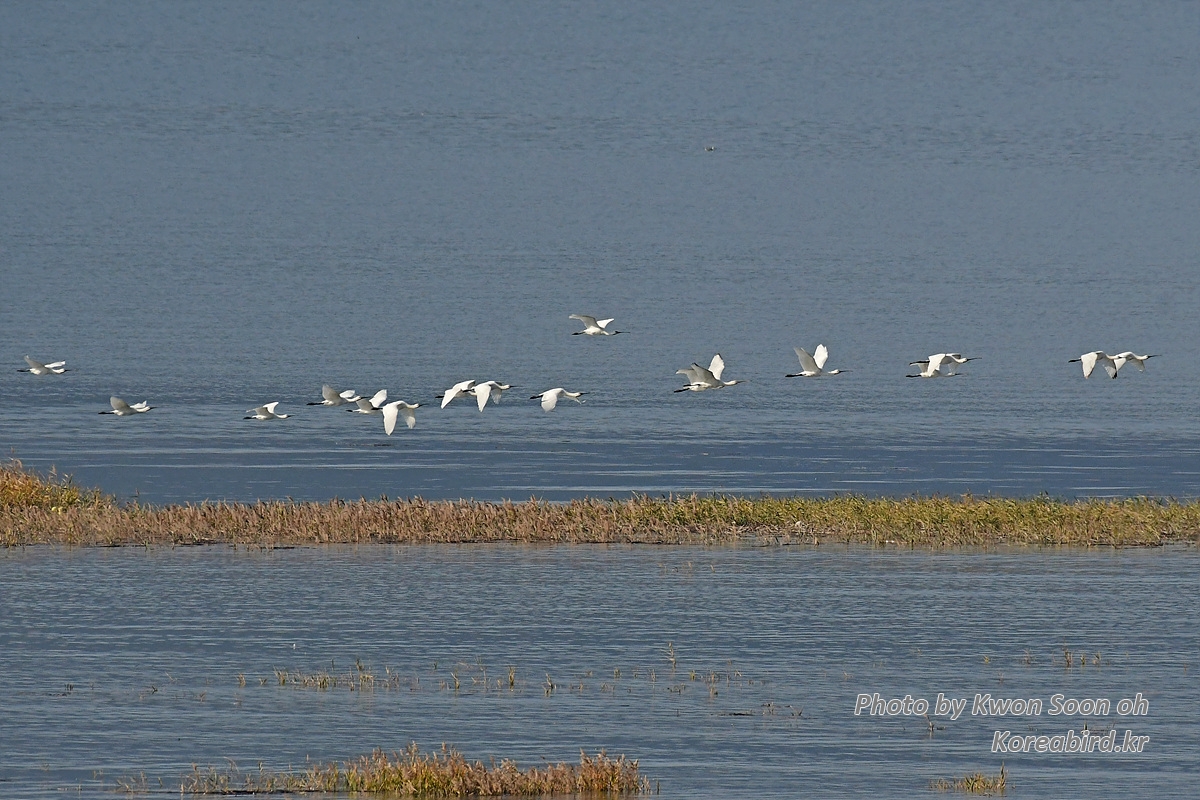 KSO_7439.jpg