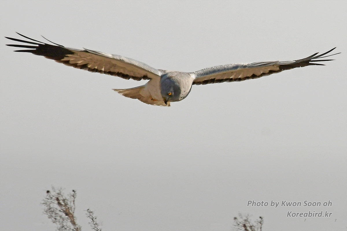 KSO_7982-1.jpg