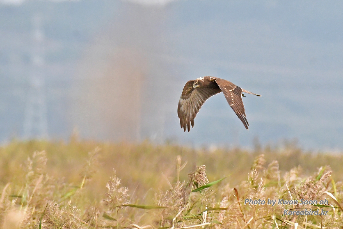 DSC_5017.jpg