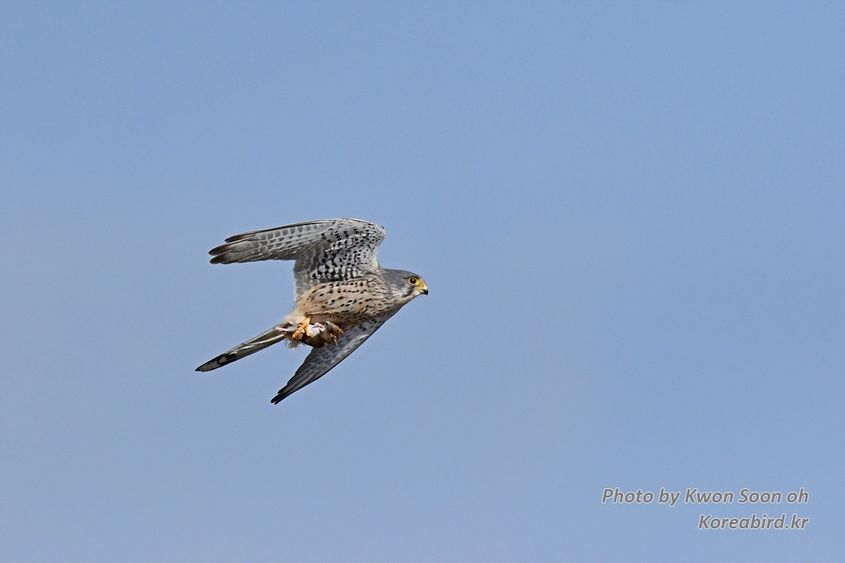 DSC_9460.jpg