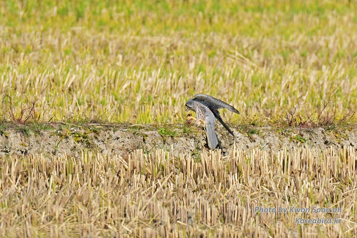 DSC_9412.jpg