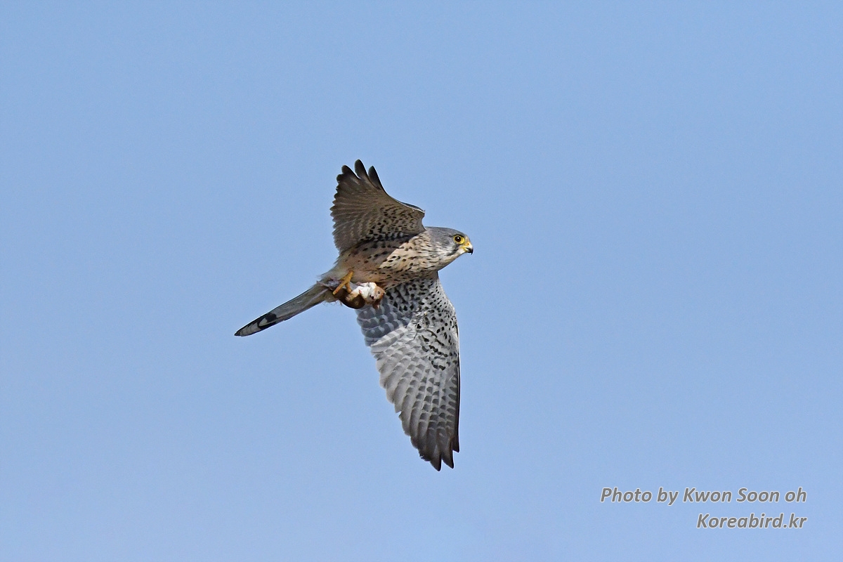 DSC_9461.jpg