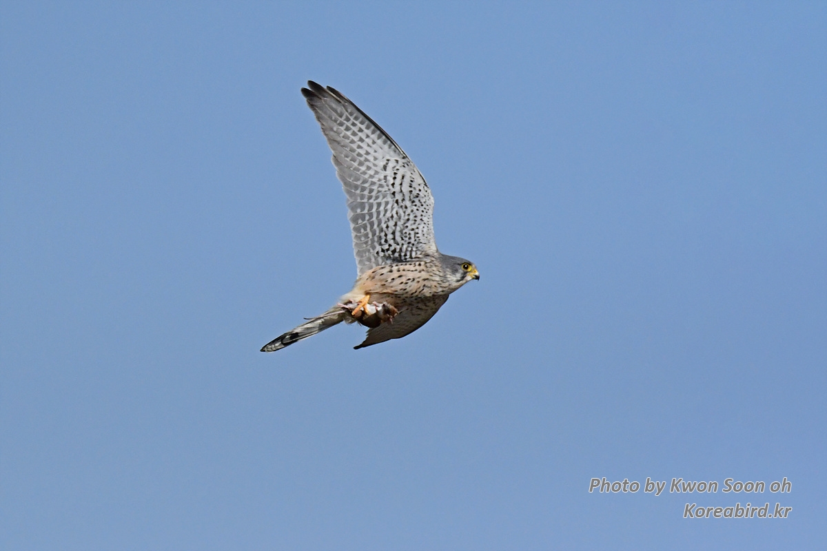 DSC_9462.jpg