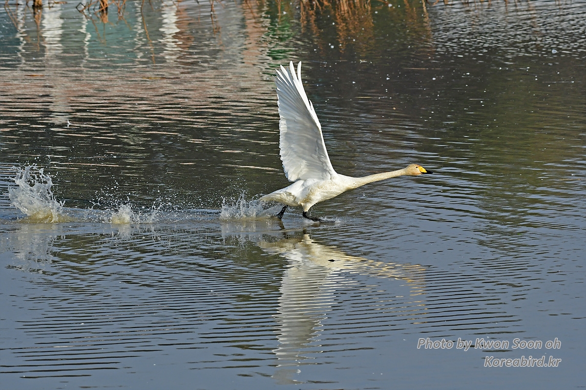KSO_0945.jpg