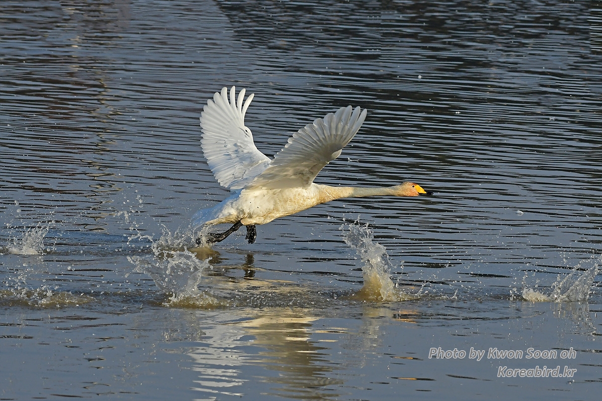 KSO_9240.jpg