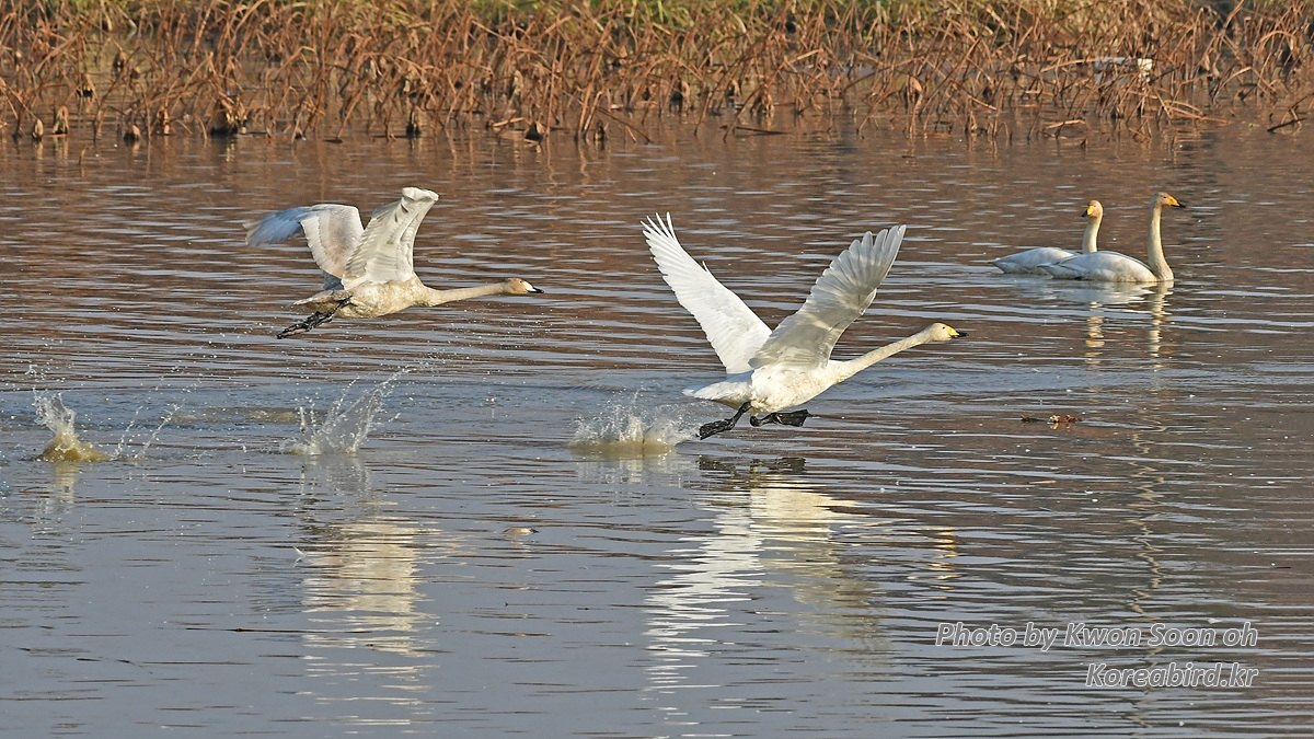 KSO_0361.jpg
