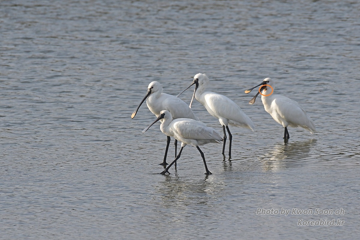 DSC_4225-1.jpg