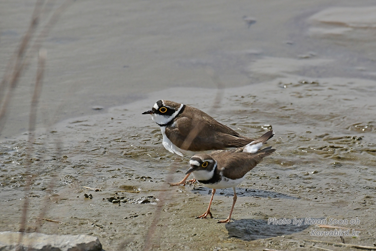 KSO_2720.jpg