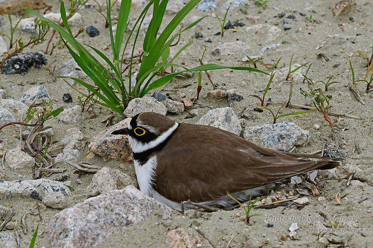 KSO_0097.jpg