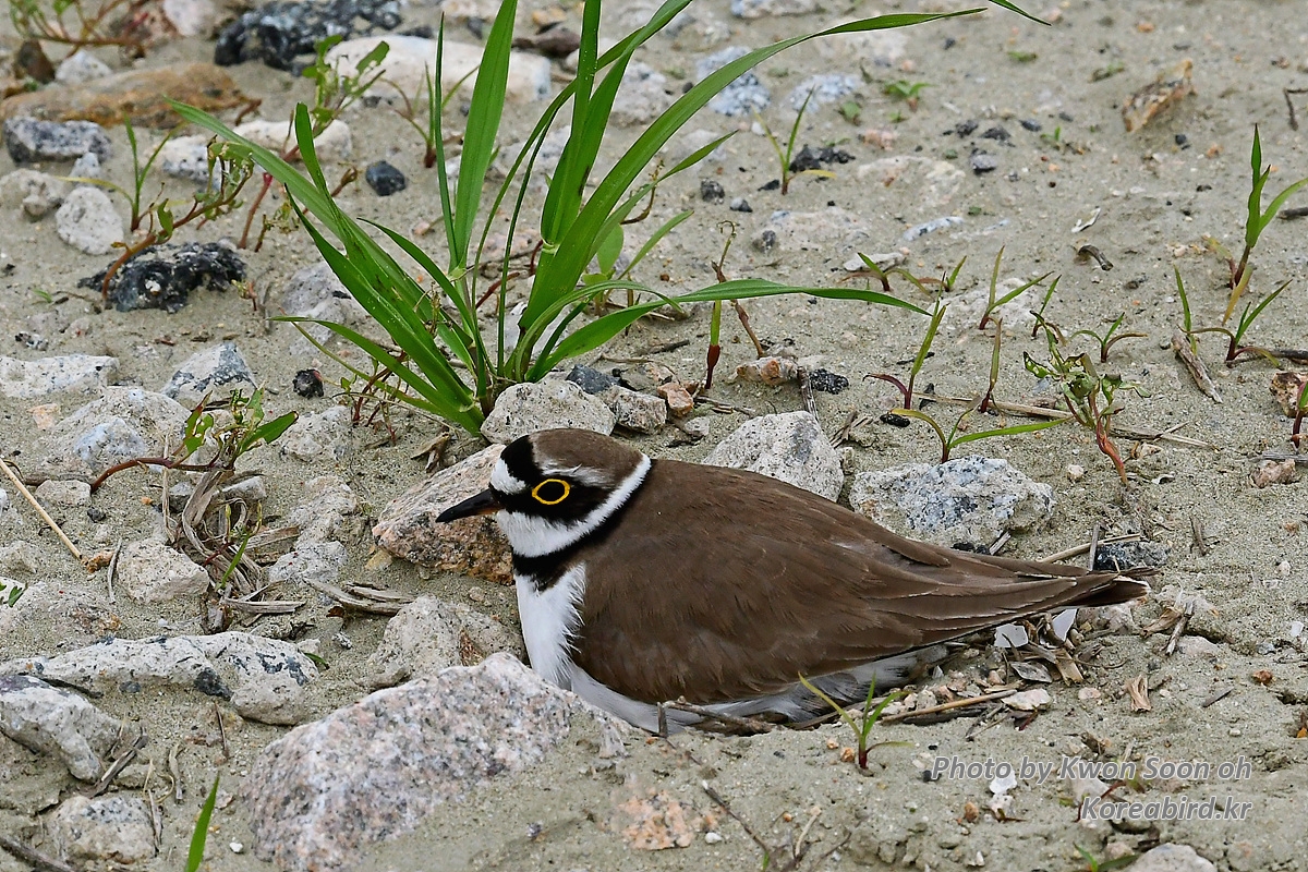 KSO_0099.jpg