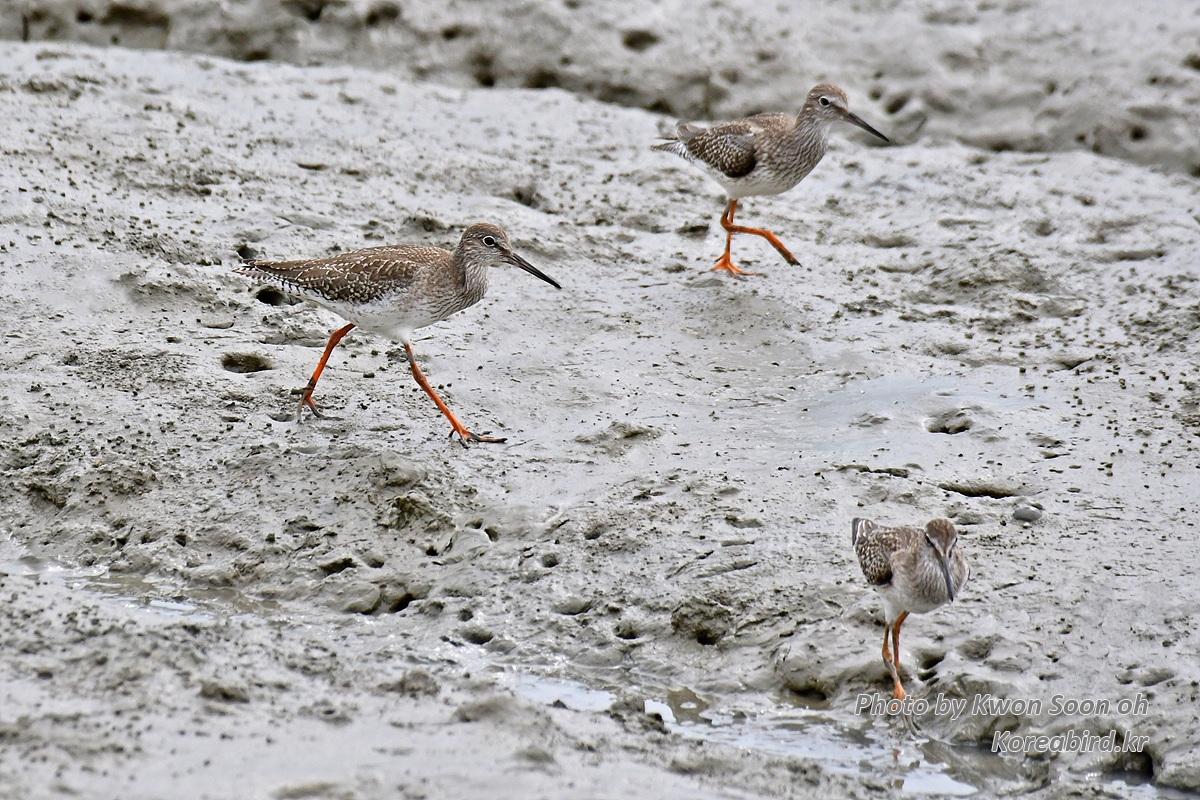 DSC_6516.jpg