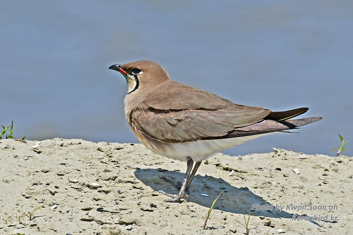 KSO_1155.jpg
