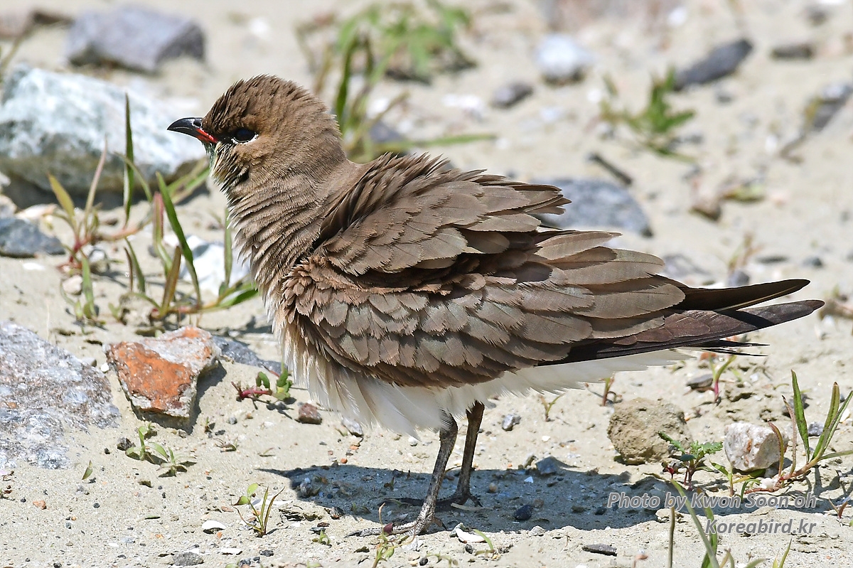 KSO_1054.jpg