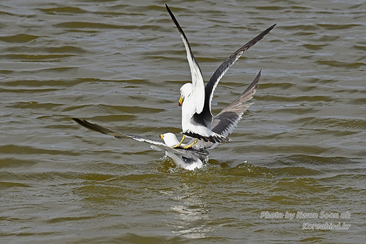 KSO_2391.jpg
