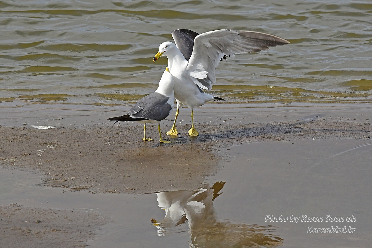 KSO_2286.jpg