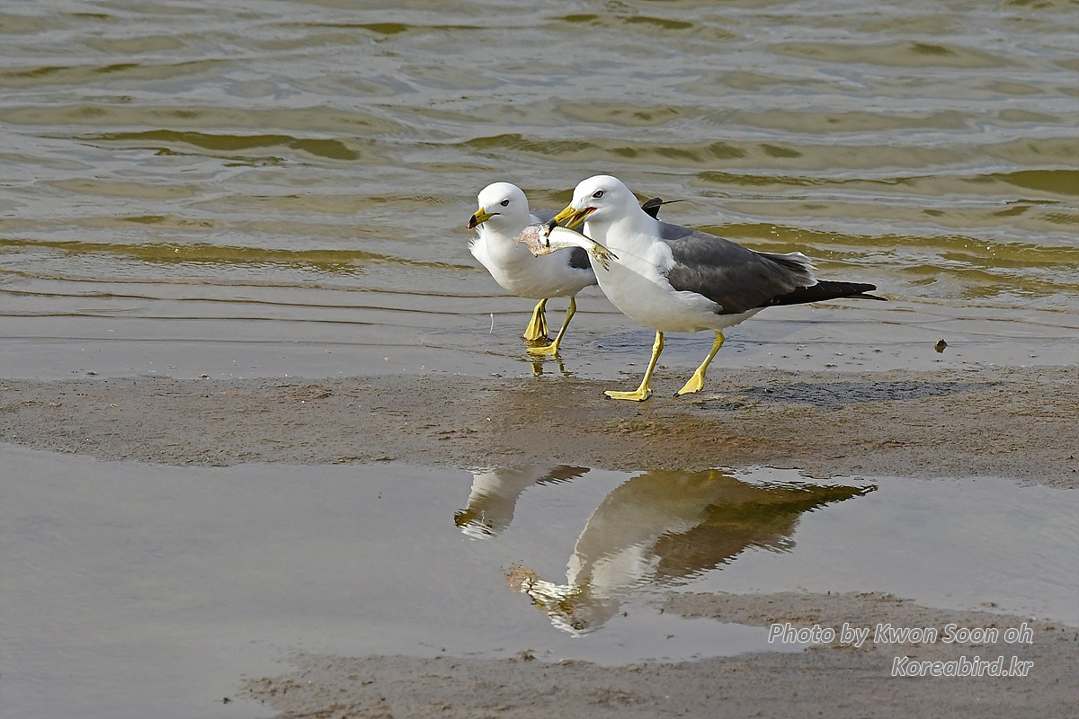 KSO_2268.jpg