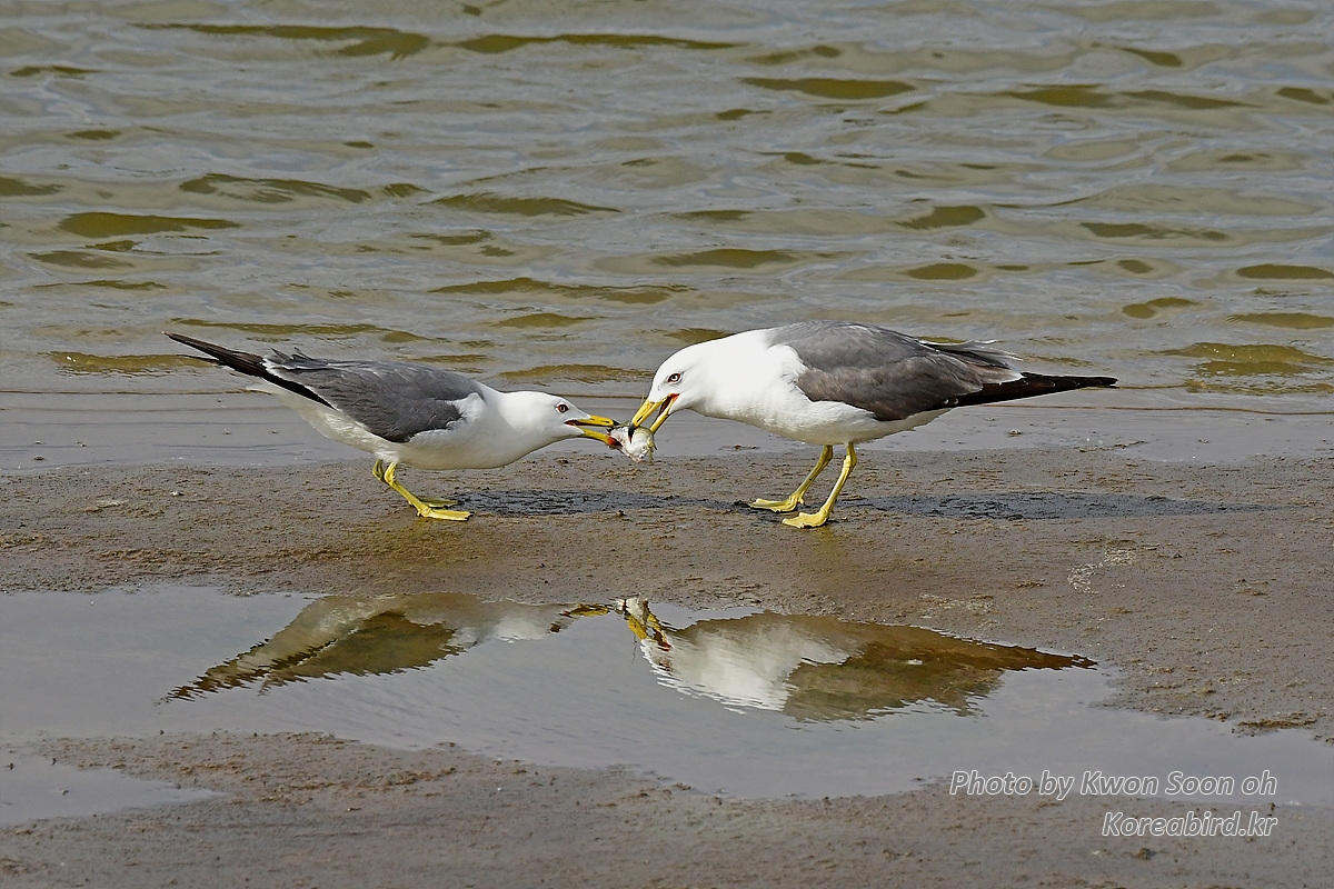 KSO_2246.jpg