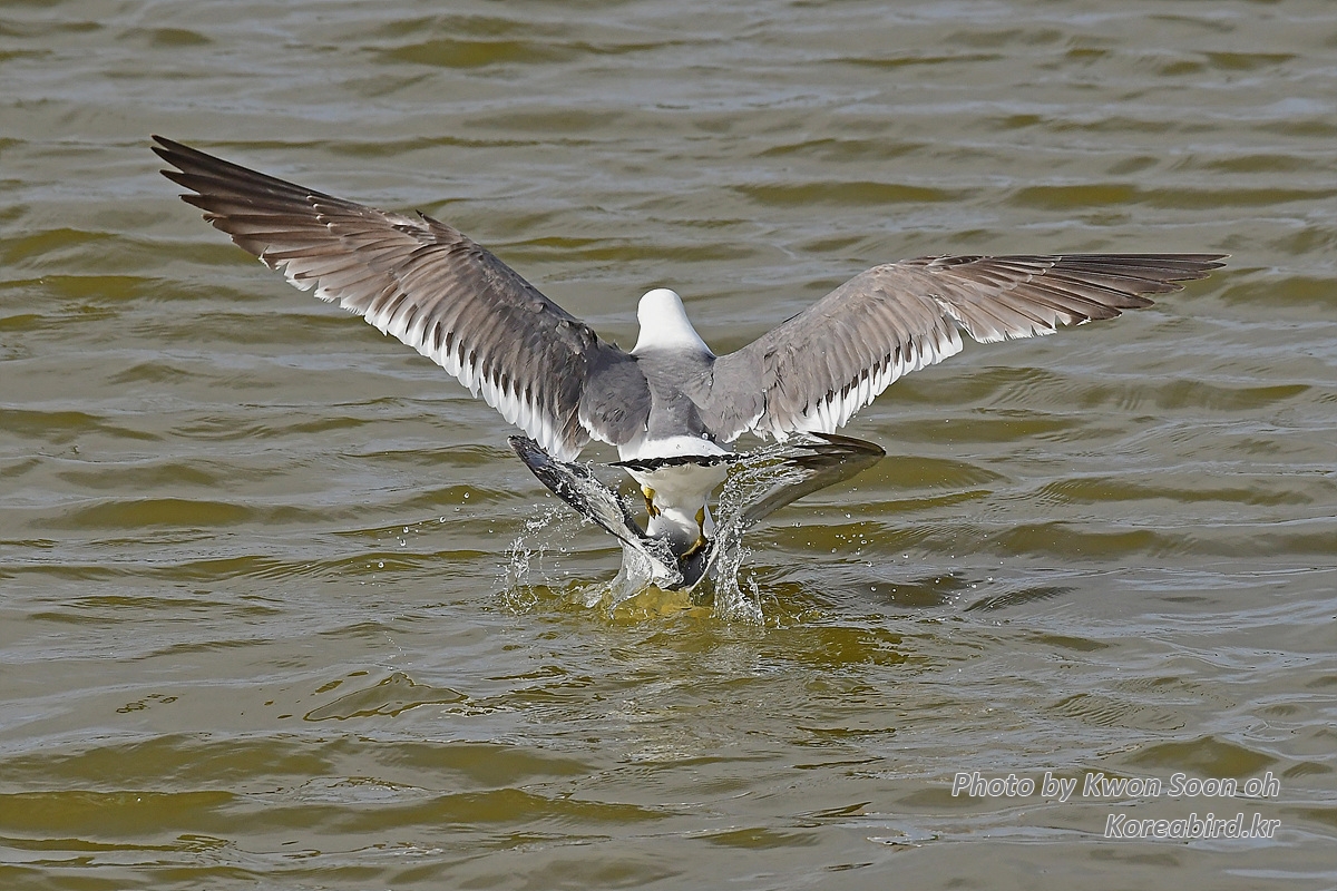 KSO_2384.jpg