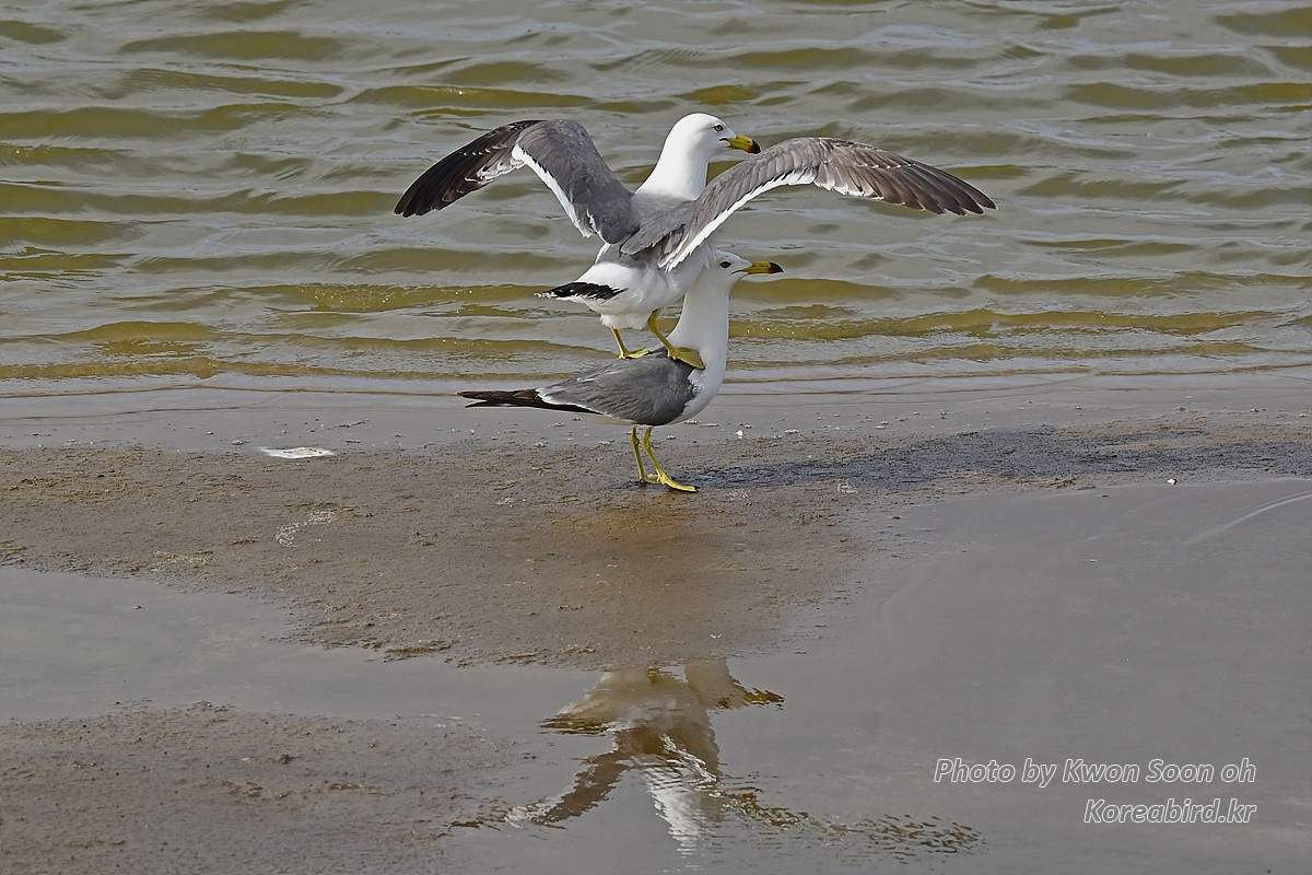 KSO_2310.jpg