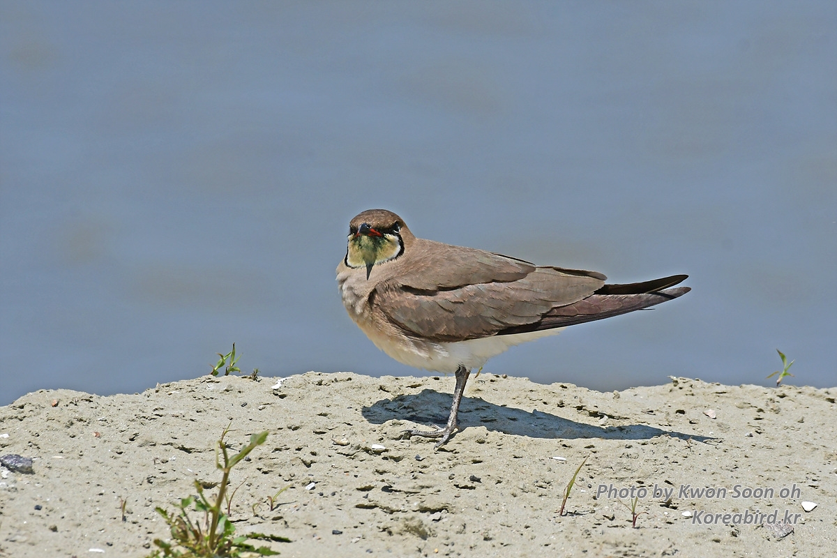 KSO_1214-1.jpg