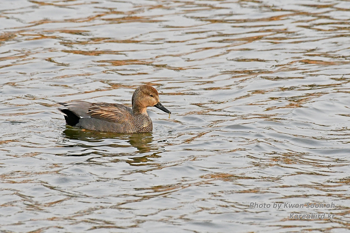 KSO_4642.jpg