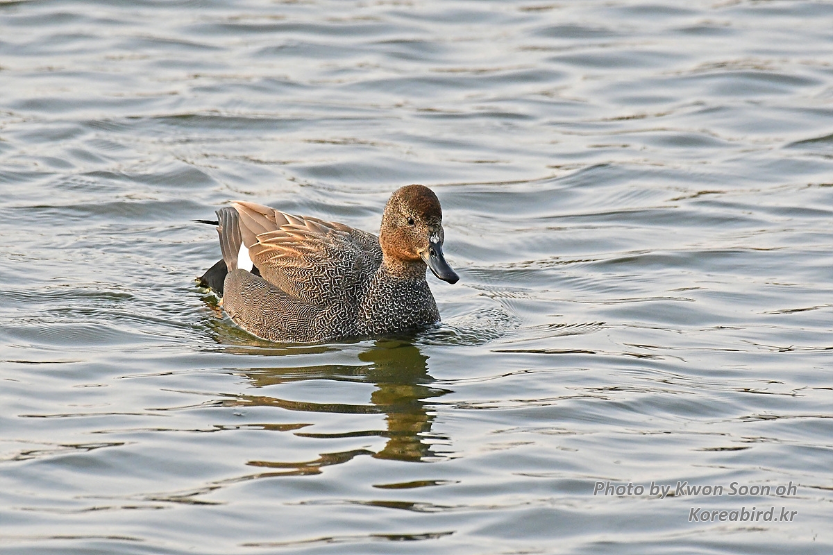 KSO_4481.jpg