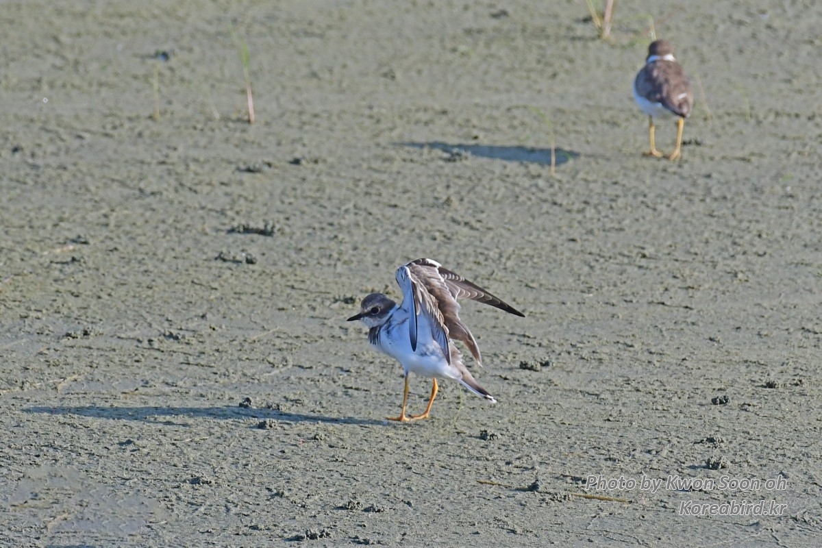 DSC_9991.jpg