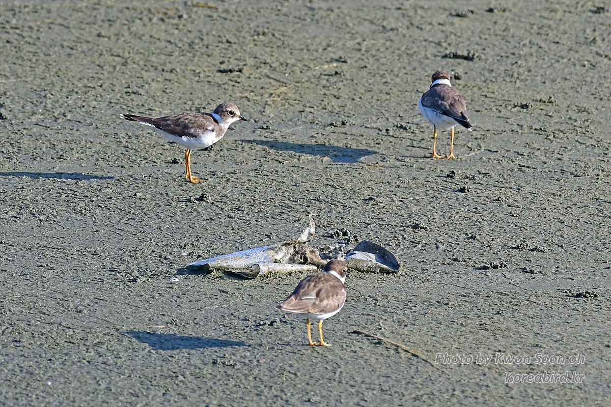 DSC_9901.jpg