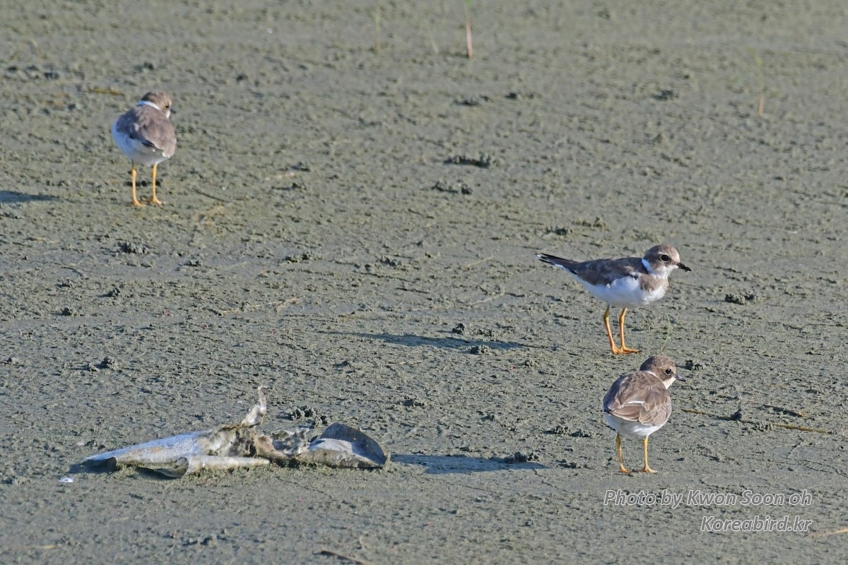 DSC_9926.jpg