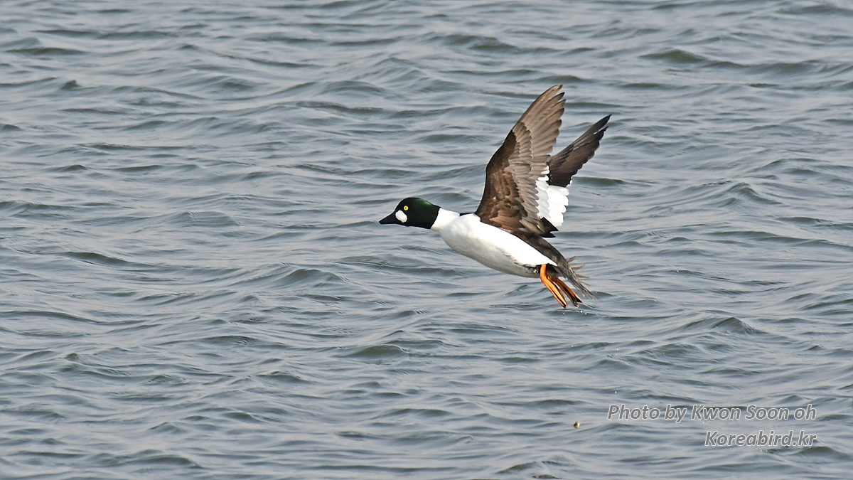 KSO_7302.jpg