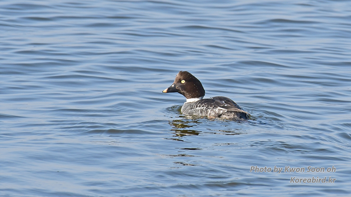 DSC_1211.jpg