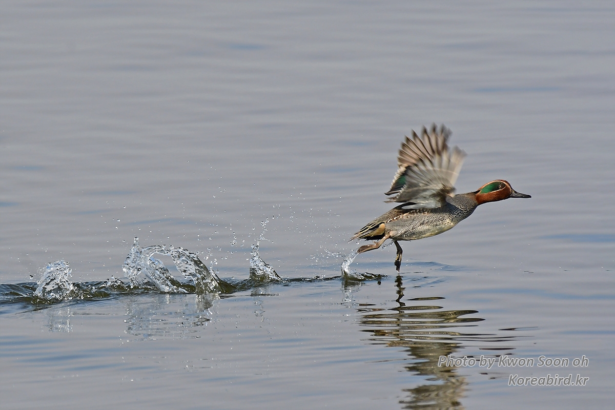 DSC_2515.jpg